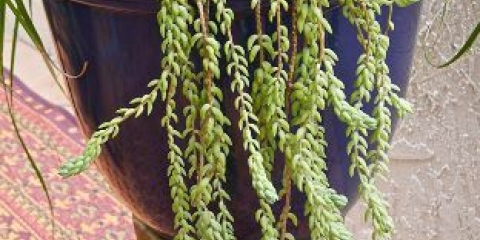 Sedum morgana (majmunski rep): fotografija, sadnja i njega